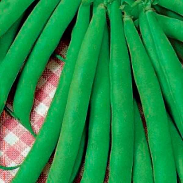 Фасоль Ксюша, 8 г Селекция Агрос  Фасоль Ксюша, 8 г Селекция Агрос