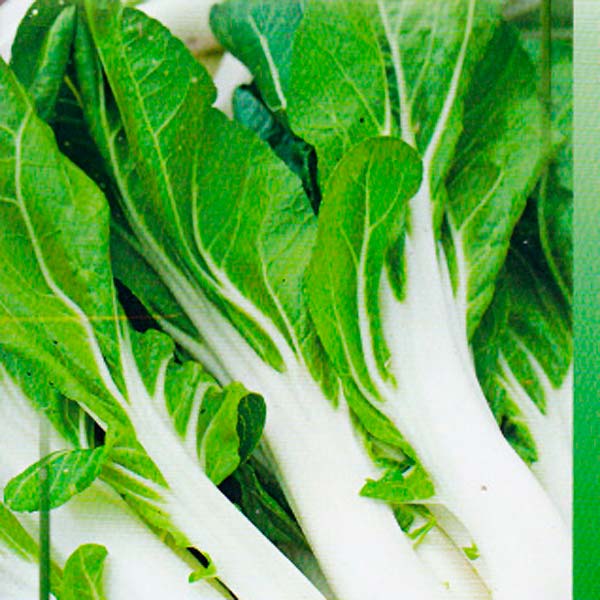 Капуста китайская Лебедушка, 220 шт. Select Капуста китайская Лебедушка, 220 шт. Select