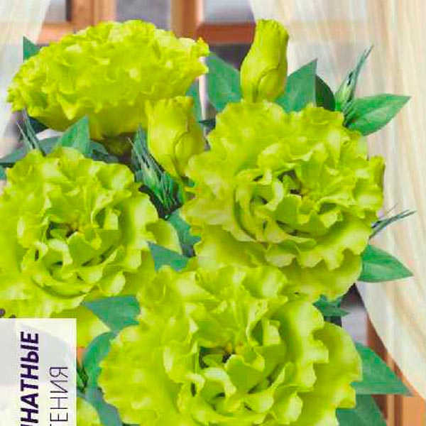 Эустома махровая ABC Грин, 5 шт. PanAmerican Seeds Эустома махровая ABC Грин, 5 шт. PanAmerican Seeds