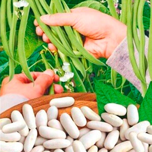 Фасоль Иранская белая, 5 г Проверено в Сибири Фасоль Иранская белая, 5 г Проверено в Сибири