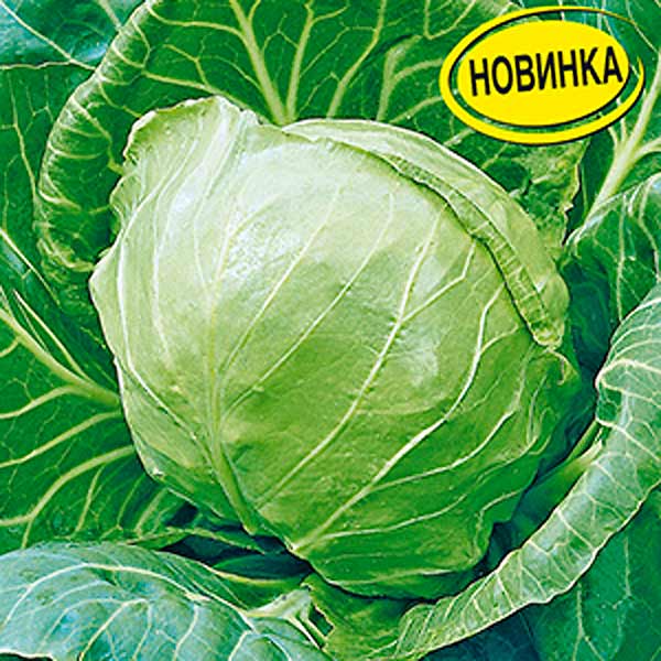 Капуста белокочанная Волшебные голубцы, 0,3 г Капуста белокочанная Волшебные голубцы, 0,3 г