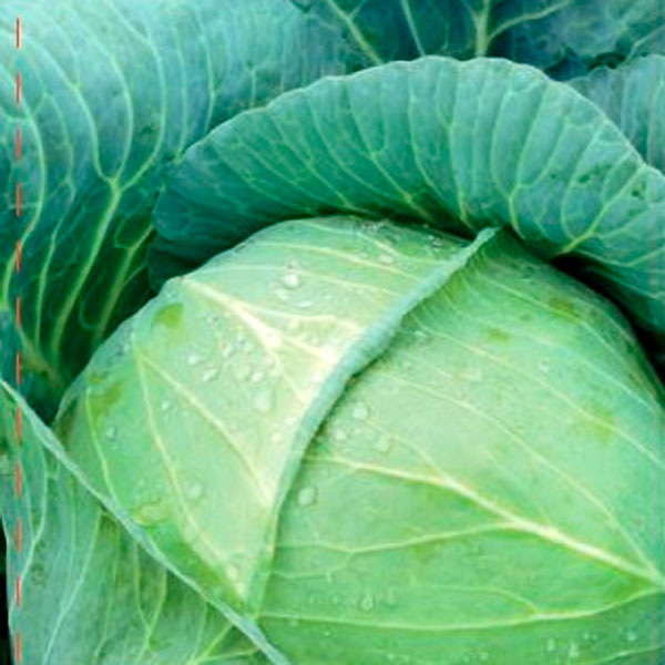 Капуста белокочанная Гальватрон F1, 10 шт. Seminis  Капуста белокочанная Гальватрон F1, 10 шт. Seminis