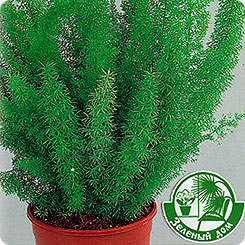 Аспарагус Мейера, 3 шт. Зеленый дом Аспарагус Мейера, 3 шт. Зеленый дом