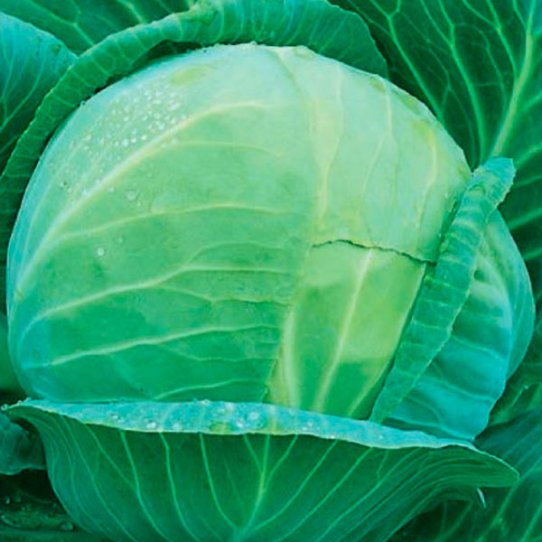 Капуста белокочанная Слава 1305, 0,5 г Капуста белокочанная Слава 1305, 0,5 г