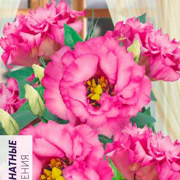 Эустома махровая ABC Мисти Пинк, 5 шт. PanAmerican Seeds Эустома махровая ABC Мисти Пинк, 5 шт. PanAmerican Seeds