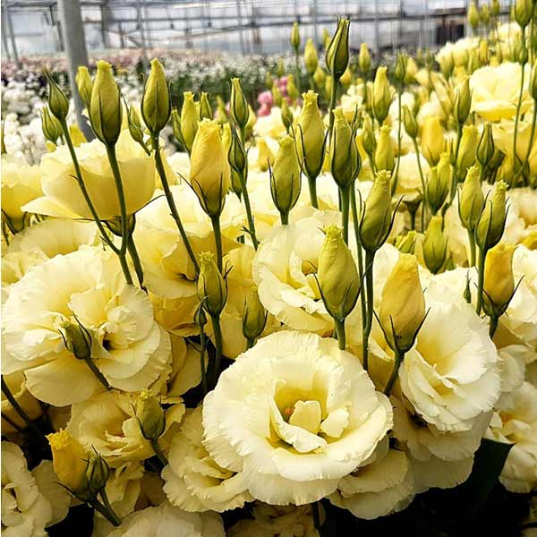 Лизиантус (эустома) крупноцветковый Колелли 3 Желтый, 5 шт. Takii Элитные семена Лизиантус (эустома) крупноцветковый Колелли 3 Желтый, 5 шт. Takii Элитные семена