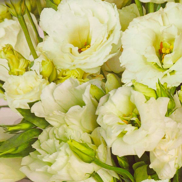 Эустома крупноцветковая махровая Эйбиси Зеленая F1, 5 шт. PanAmerican Seed Эустома крупноцветковая махровая Эйбиси Зеленая F1, 5 шт. PanAmerican Seed