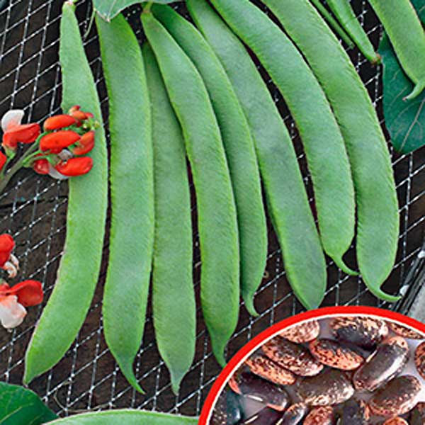 Фасоль вьющаяся Биколор, 5 г Фасоль вьющаяся Биколор, 5 г