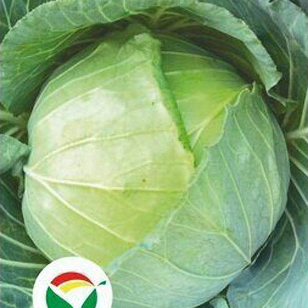 Капуста белокочанная Килатон F1, 10 шт. Семена Голландии Капуста белокочанная Килатон F1, 10 шт. Семена Голландии