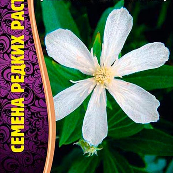 Клематис Шестилепестковый (Clematis hexapetala), 10 шт. Семена редких растений Клематис Шестилепестковый (Clematis hexapetala), 10 шт. Семена редких растений