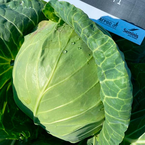 Капуста белокочанная Рапидион F1, 15 шт. Seminis Профессиональная серия Капуста белокочанная Рапидион F1, 15 шт. Seminis Профессиональная серия