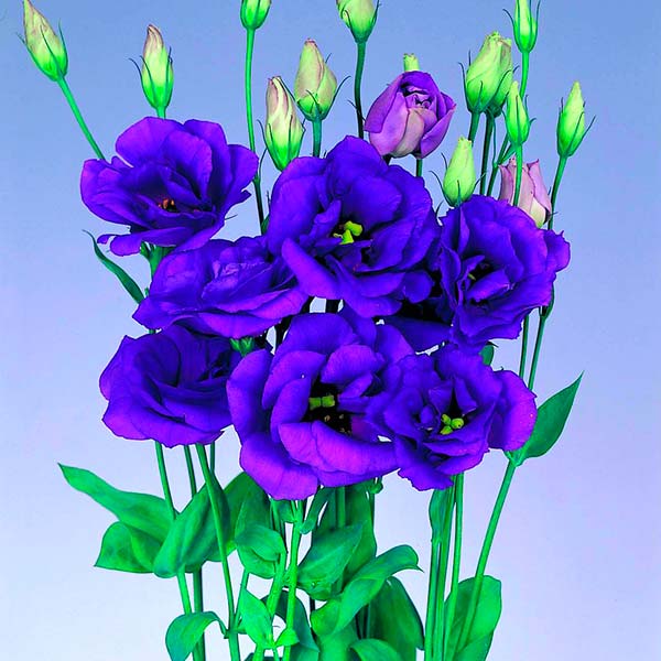 Лизиантус Рассела (эустома) Эхо Блу F1, 5 шт. Sakata Профессиональна серия Лизиантус Рассела (эустома) Эхо Блу F1, 5 шт. Sakata Профессиональна серия