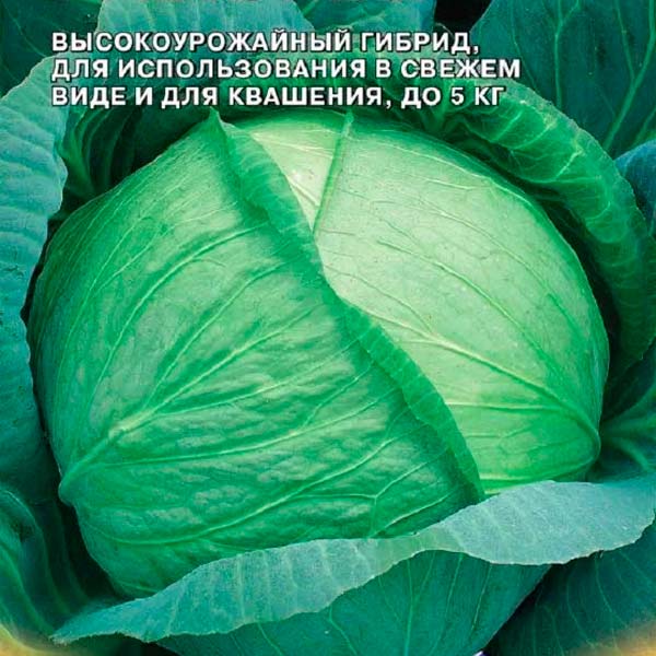 Капуста белокочанная Краутман F1, 10 шт. Bejo Zaden  Капуста белокочанная Краутман F1, 10 шт. Bejo Zaden