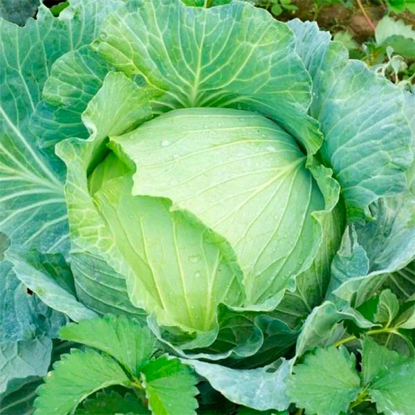 Капуста белокочанная Слава 1305, 0,5 г Кольчуга Капуста белокочанная Слава 1305, 0,5 г Кольчуга