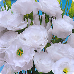 Эустома крупноцветковая махровая Эйбиси Белая F1, 5 шт. PanAmerican Seeds Эустома крупноцветковая махровая Эйбиси Белая F1, 5 шт. PanAmerican Seeds