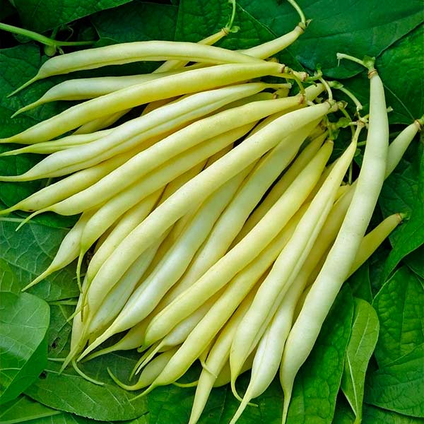 Фасоль спаржевая Масляный Король (кустовая), 30 г Фасоль спаржевая Масляный Король (кустовая), 30 г