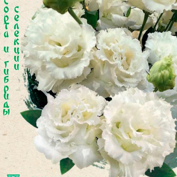 Эустома крупноцветковая Алисса Белая F1, 4 шт. Sakata Эксклюзив Эустома крупноцветковая Алисса Белая F1, 4 шт. Sakata Эксклюзив