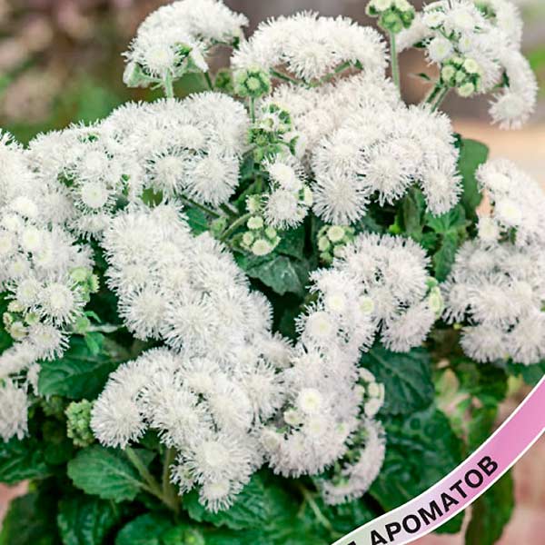 Агератум Белый шар, 0,1 г Агератум Белый шар, 0,1 г