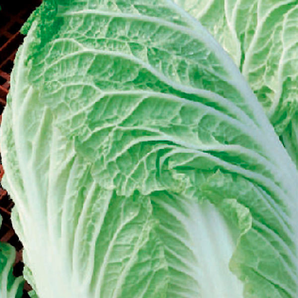 Капуста пекинская Сотси F1, 15 шт. Wing Seed Профессиональная серия Капуста пекинская Сотси F1, 15 шт. Wing Seed Профессиональная серия