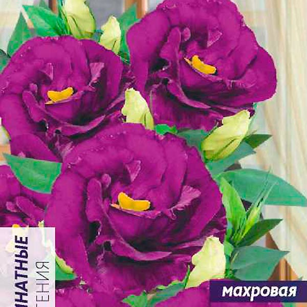 Эустома махровая ABC Пурпурная, 5 шт. PanAmerican Seeds Эустома махровая ABC Пурпурная, 5 шт. PanAmerican Seeds