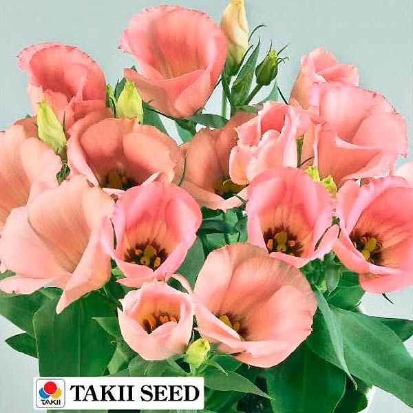 Лизиантус (эустома) Кармен Розе F1, 3 драже Takii Профессиональные семена Лизиантус (эустома) Кармен Розе F1, 3 драже Takii Профессиональные семена