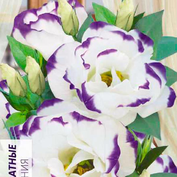 Эустома махровая ABC Блю Рим, 5 шт. PanAmerican Seeds Эустома махровая ABC Блю Рим, 5 шт. PanAmerican Seeds