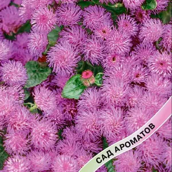Агератум Пурпурный букет, 0,05  г Сад ароматов Агератум Пурпурный букет, 0,05  г Сад ароматов