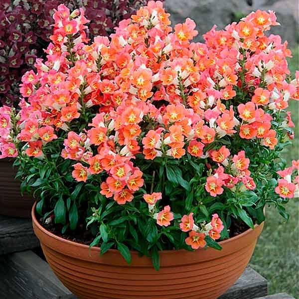 Антирринум Антик Оранж Биколор F1, 20 шт. Антирринум Антик Оранж Биколор F1, 20 шт.