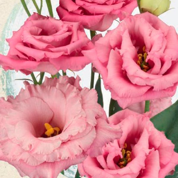 Эустома крупноцветковая Алисса Роза F1, 4 шт. Sakata Эксклюзив Эустома крупноцветковая Алисса Роза F1, 4 шт. Sakata Эксклюзив