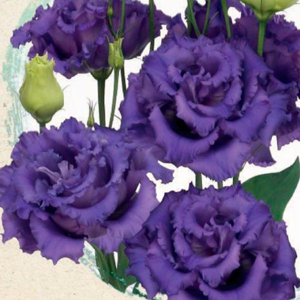 Эустома крупноцветковая Алисса Синяя F1, 4 шт. Sakata Эксклюзив Эустома крупноцветковая Алисса Синяя F1, 4 шт. Sakata Эксклюзив