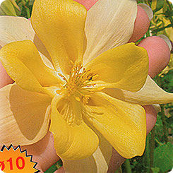 Аквилегия Русский размер Желтая F1, 5 шт. Русский размер Аквилегия Русский размер Желтая F1, 5 шт. Русский размер