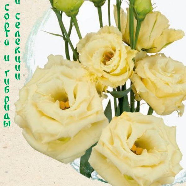 Эустома крупноцветковая Алисса Желтая F1, 4 шт. Sakata Эксклюзив Эустома крупноцветковая Алисса Желтая F1, 4 шт. Sakata Эксклюзив