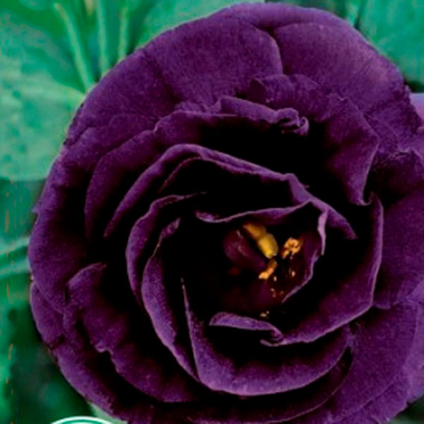 Лизиантус Рассела (эустома) Эхо Пёпл F1, 5 шт. Sakata Профессиональна серия Лизиантус Рассела (эустома) Эхо Пёпл F1, 5 шт. Sakata Профессиональна серия